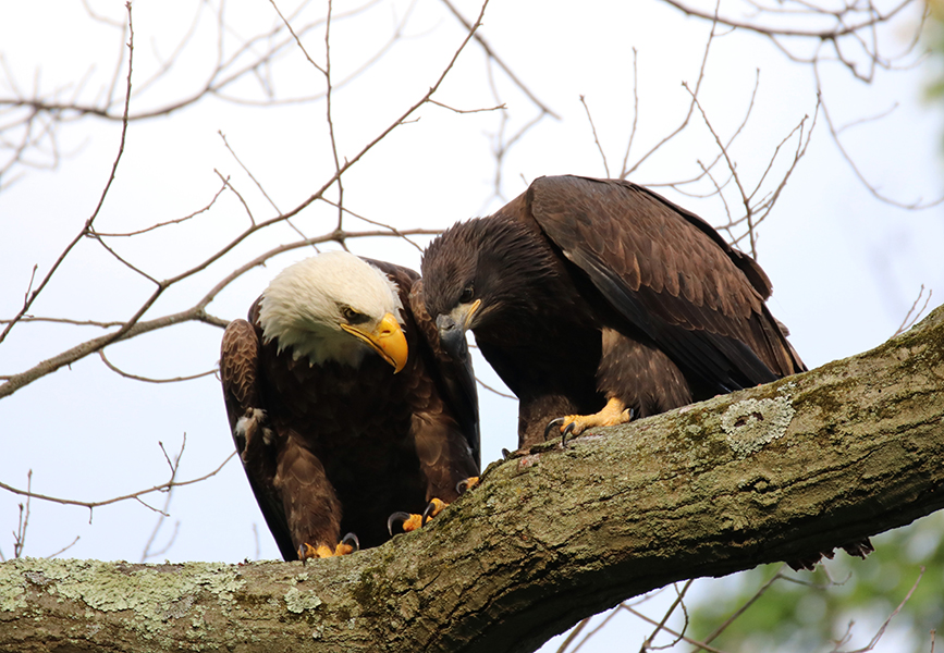 Parent eagle with juvenile