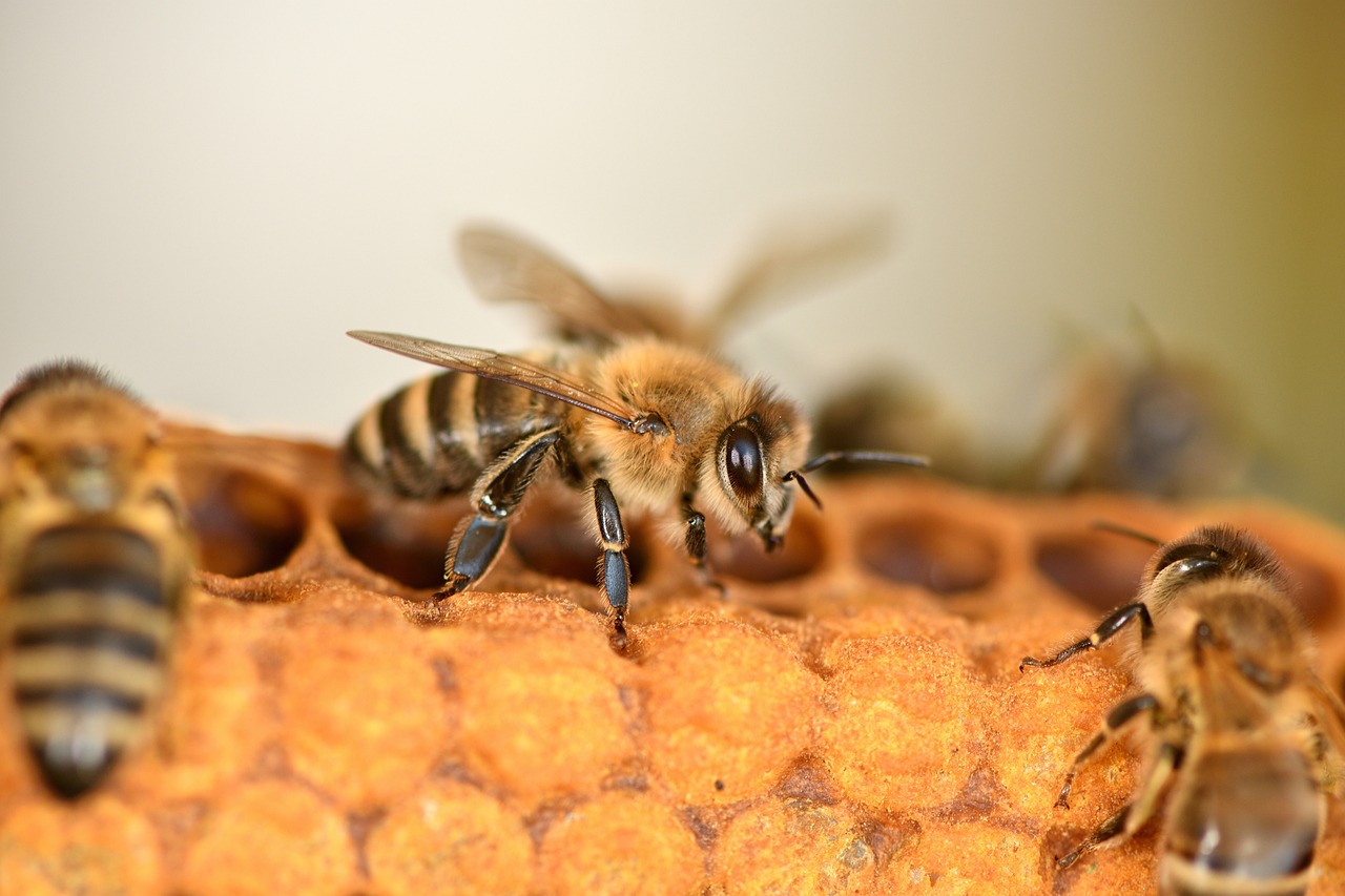 Bee on Honeycomb