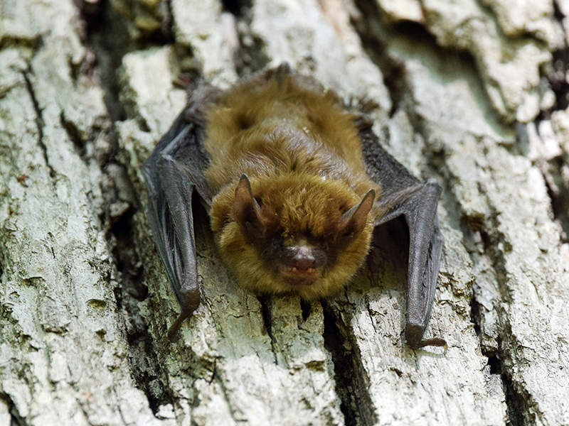 A little brown bat hangs on the side of a tree.