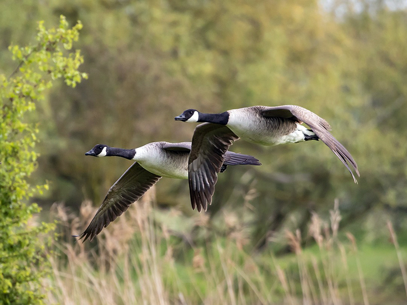 A pair of Canadian Geese fly through the air