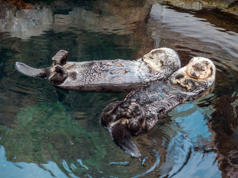 A pair of river otters lay in the water together, with one resting its head up against the other.