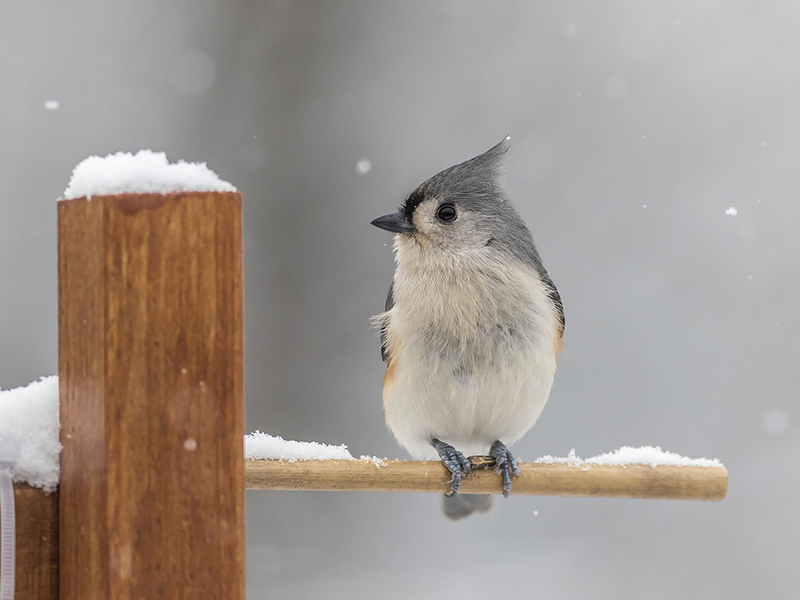 A tufted titmouse sits on a snowy perch.