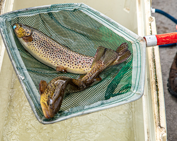 Trout season is here: Report tagged trout