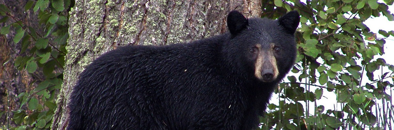 A black bear by a tree