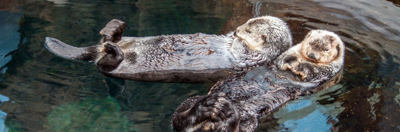 A pair of river otters