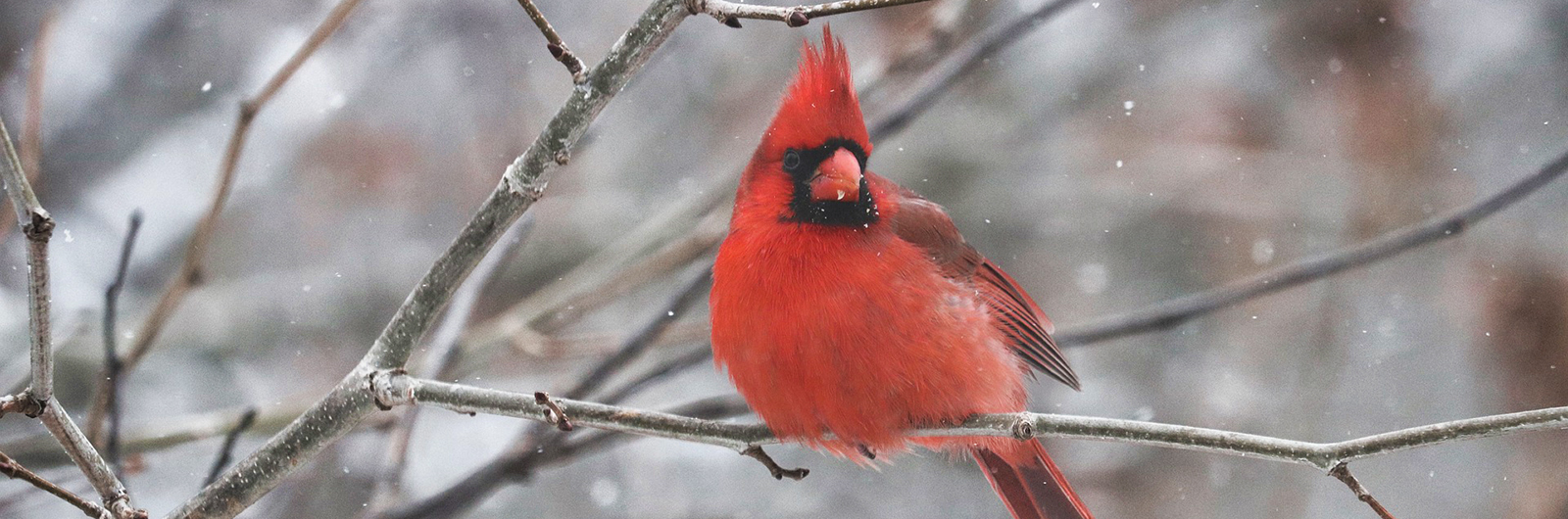 A male cardinal on a branch in the snow