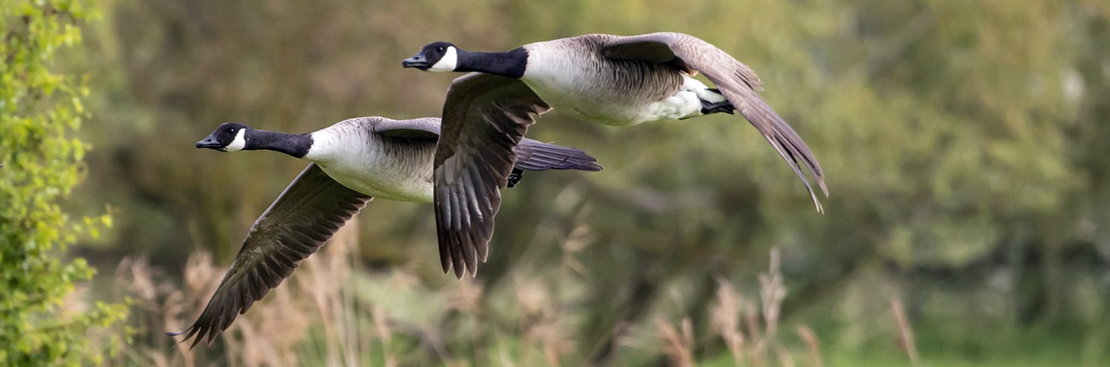 Two Canada geese flying