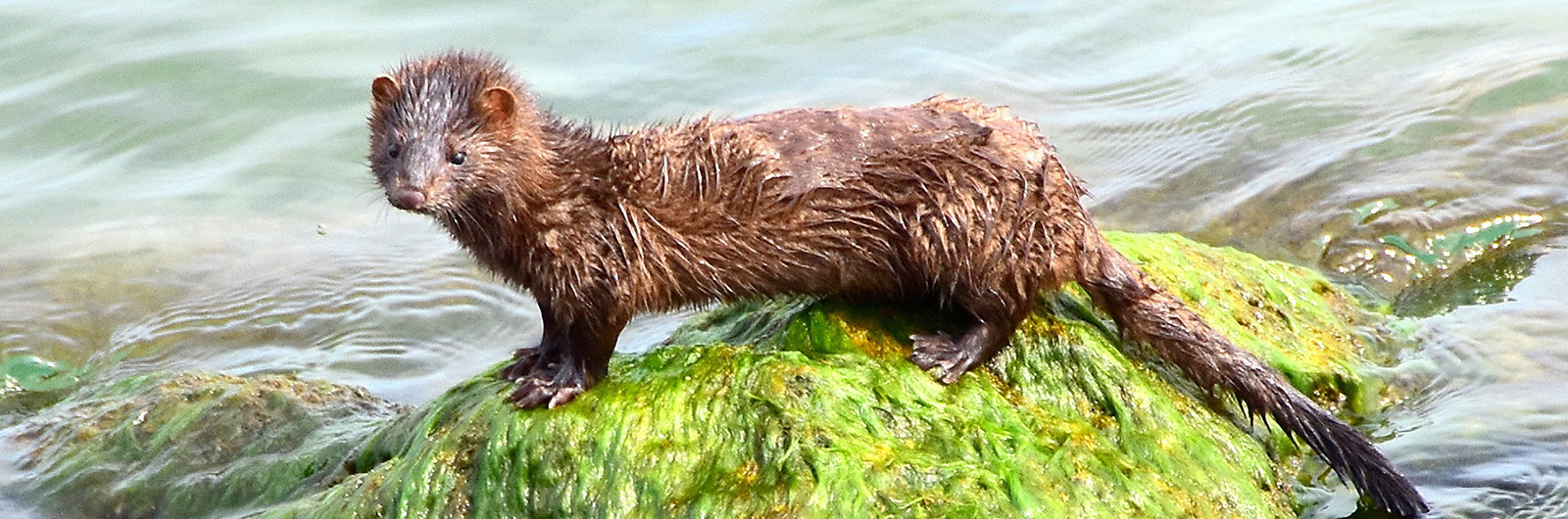 A mink on an outcrop in the water